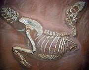 A dinoszauruszok kihalását - azt (a dinoszauruszok) A dinoszauruszok kihalását - a