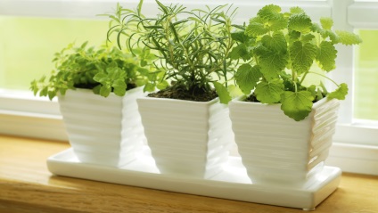 Növekvő zöld az ablakpárkányon télen kapor, petrezselyem, hagyma, zöldség - ültetés és gondozás otthon