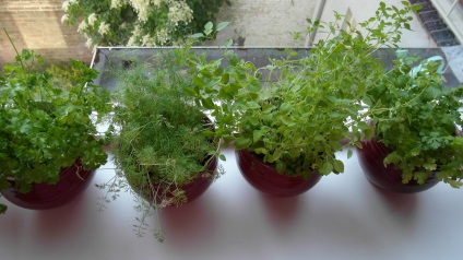 Növekvő zöld az ablakpárkányon télen kapor, petrezselyem, hagyma, zöldség - ültetés és gondozás otthon