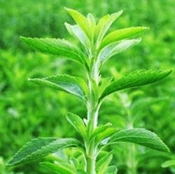 Vitaminok Solgar - értékelés a vitaminok Solgar (div & gt; uk-panel adatai-uk-rács-árrés & gt;) Vitaminok Solgar - vélemények vitaminokra Solgar