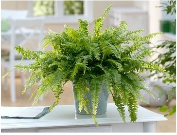 Befolyásolja a szobanövények a légkör otthon, greenhome