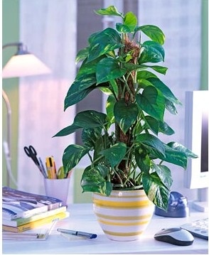 Befolyásolja a szobanövények a légkör otthon, greenhome