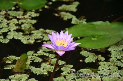 Water Lily Nymphaea - ültetés és gondozás, a vidéki tervezési ötletek és tippek az otthoni és kerti