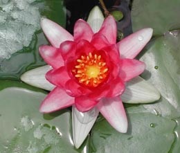 Water Lily Nymphaea - ültetés és gondozás, a vidéki tervezési ötletek és tippek az otthoni és kerti
