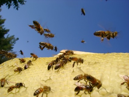 Lopás a méhek, hogyan kell harcolni, hogy mit kell csinálni, fotó és videó