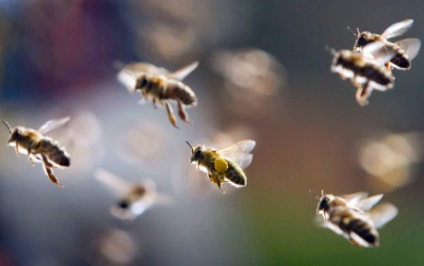 Lopás a méhek, hogyan kell harcolni, hogy mit kell csinálni, fotó és videó