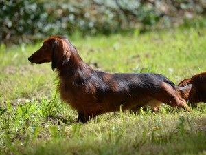 A természet a törpe fajta tacskó