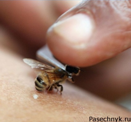 Ez a méh méreg gyógyszert termék jellemzői