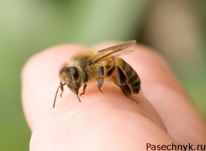 Ez a méh méreg gyógyszert termék jellemzői