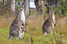 Miért kenguru táska