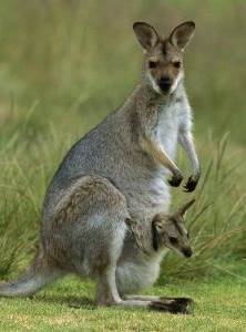 Miért kenguru tasak a has