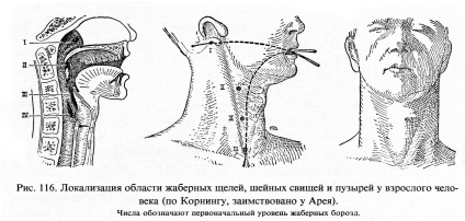 Kopoltyús készülékek és származékai (a nyelv izmok ív) Kopoltyús készülékek és származékai