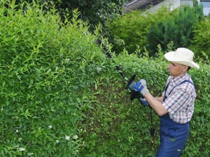 Hedge fűzfa szeretné, hogy az eredeti kerítés az ország saját kezűleg