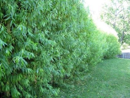 Hedge fűzfa szeretné, hogy az eredeti kerítés az ország saját kezűleg