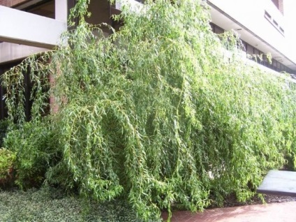 Hedge fűzfa a kezüket, kerítések fűz (kéz) Hedge fűzfa a kezüket, fűz kerítés