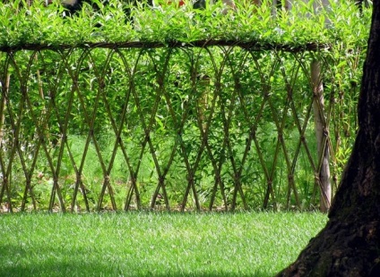 Hedge fűzfa a kezüket, kerítések fűz (élő) Hedge fűzfa a kezüket, fűz kerítés