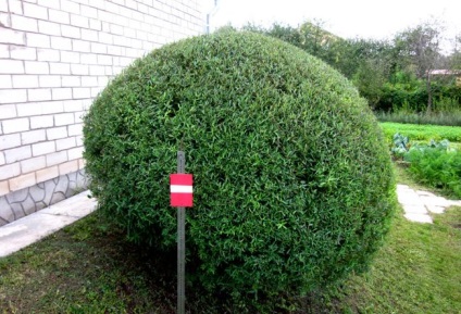 Hedge fűzfa a kezüket, kerítések fűz (kéz) Hedge fűzfa a kezüket, fűz kerítés