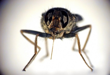 Az állatokat, amelyek megölik az emberek (virus) Az állatokat, amelyek megölik az emberek