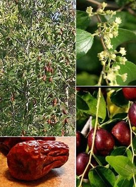 Zsidótövisbogyó (unabi dátum) előnyös tulajdonságait, használat, kezelés (alkalmazás) Zsidótövisbogyó (unabi dátum) hasznos tulajdonságokkal, alkalmazás, terápia