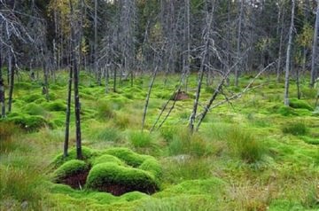 Az érték a vizes élőhelyek a természet és az ember, az előnyök és ártalmak (Nature) Az érték a vizes élőhelyek a természet és az ember, azok előnyei és hátrányai