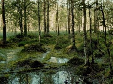 Jelentés mocsarak a természet és az ember, azok használatát és kár (Swamp képviseli) Az érték a vizes élőhelyek a természet és az ember, azok előnyei és hátrányai