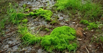 Az érték a vizes élőhelyek a természet és az ember, az előnyök és ártalmak (Nature) Az érték a vizes élőhelyek a természet és az ember, azok előnyei és hátrányai