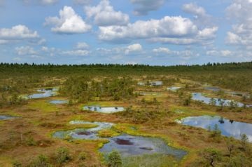 Jelentés mocsarak a természet és az ember, azok használatát és kár (Swamp képviseli) Az érték a vizes élőhelyek a természet és az ember, azok előnyei és hátrányai