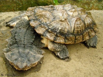 10 Borzalmas és veszélyes teknősök és gyíkok