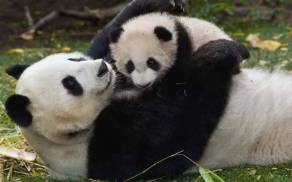 25 érdekes tény a pandák, Tibet utazásszervezője egy új módja