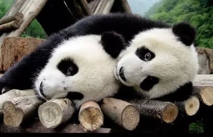 25 érdekes tény a pandák, Tibet utazásszervezője egy új módja