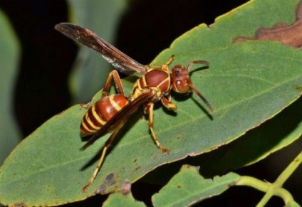 25. A leggyakoribb allergének