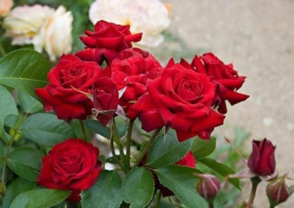 5 legjobb fajta floribunda rózsák ültetése, gondozása és termesztése