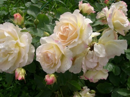 5 legjobb fajta floribunda rózsák ültetése, gondozása és termesztése