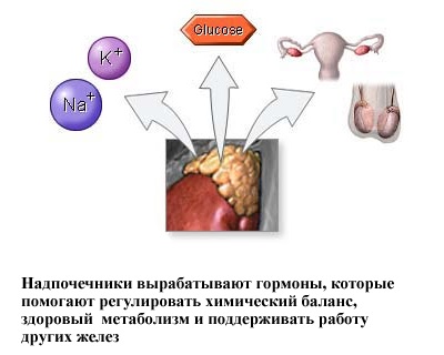 Mellékvese - mellékvese (napok, hetek, sebészet) Adrenalectomia - adrenalectomia