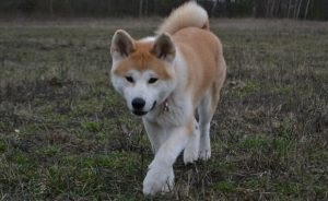Akita Inu - tulajdonosai a véleménye a fajta, az érvek és ellenérvek, „hogy mancs” (profi) Akita Inu - véleménye a tulajdonosok a fajta, az érvek és ellenérvek, „hogy mancs”