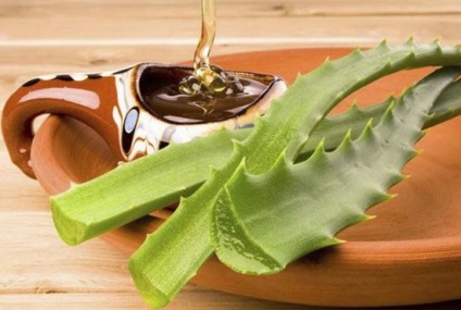 Aloe a népi gyógyászatban használat és receptek