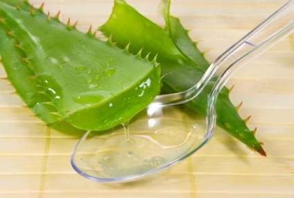 Aloe a népi gyógyászatban használat és receptek