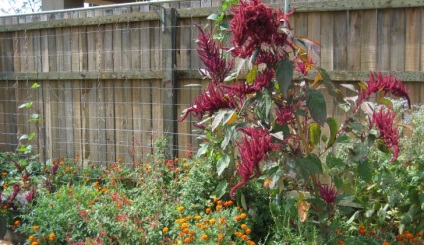 Amaranth fotó, ültetés, gondozás, hasznos és gyógyító tulajdonságokkal (tulajdonságok) Amaranth fotó, ültetés, gondozás, hasznos és gyógyító tulajdonságokkal