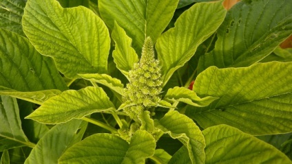 Amaranth fotó, ültetés, gondozás, hasznos és gyógyító tulajdonságokkal (tulajdonságok) Amaranth fotó, ültetés, gondozás, hasznos és gyógyító tulajdonságokkal