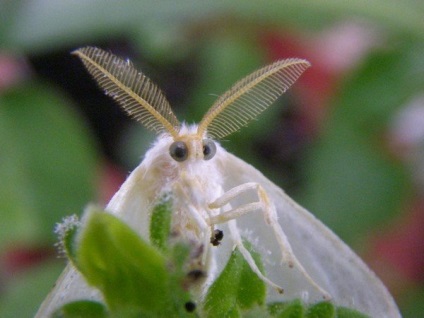 Amerikai fehér pillangó „fehér és bolyhos” romboló