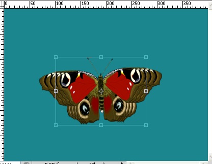 animáció pillangó