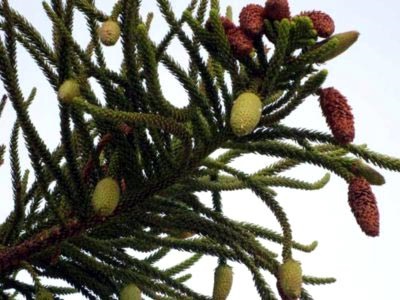 Araucaria otthoni gondozást öntözés transzplantáció és a reprodukció