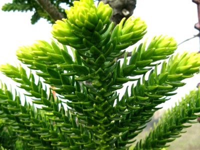 Araucaria otthoni gondozást öntözés transzplantáció és a reprodukció