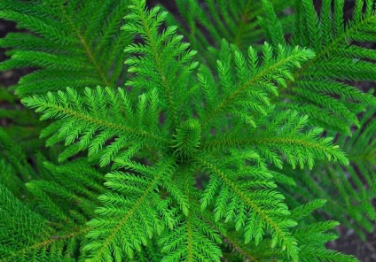 Araucaria otthoni gondozást, termesztés, szaporítás, ültetés, átültetés metszés, faj,