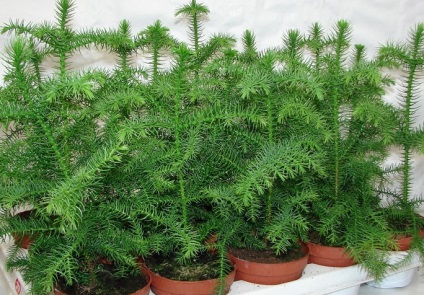 Araucaria otthoni gondozást, termesztés, szaporítás, ültetés, átültetés metszés, faj,