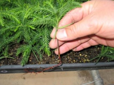 Araucaria gondozás otthon növénynemesítés