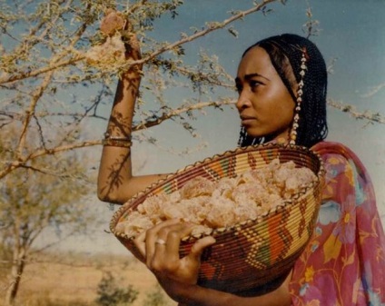 Acacia - Ez a készítmény a fogyás (gumi) Acacia - ez a készítmény a fogyás