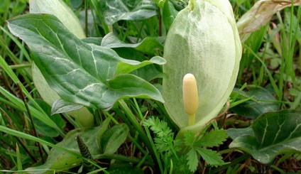 Arum, gyönyörű ötletek a kertben (A-tól Z-ig) Arum, gyönyörű ötletek a kertben