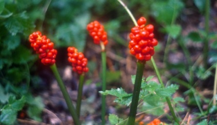 Arum, gyönyörű ötletek a kertben (virágok betű) Arum, gyönyörű ötletek a kertben