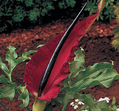 Arum, gyönyörű ötletek a kertben (évelő) Arum, gyönyörű ötletek a kertben